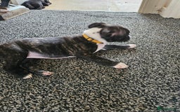 Staffordshire Bull Terrier dogs for sale: Full Staffordshire Bull Terrior puppies for sale - Image 20