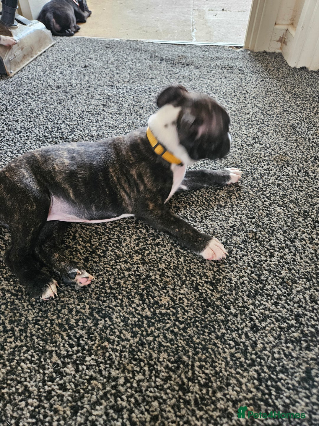 Staffordshire Bull Terrier dogs for sale: Full Staffordshire Bull Terrior puppies for sale - Image 20