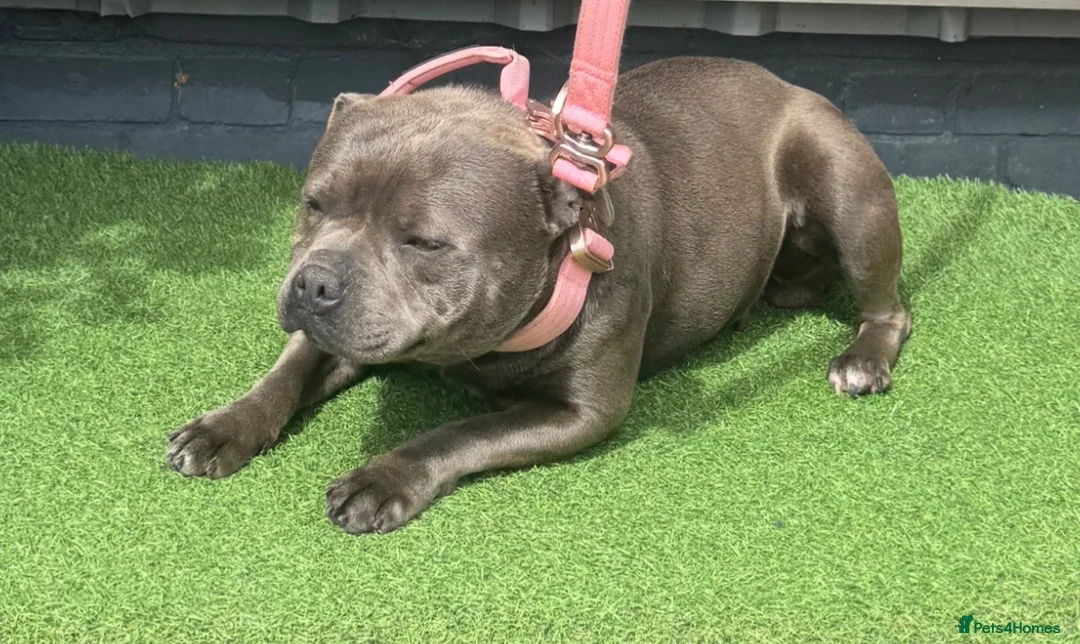 Staffordshire Bull Terrier dogs for sale: 3 year old blue female  - Advert 1