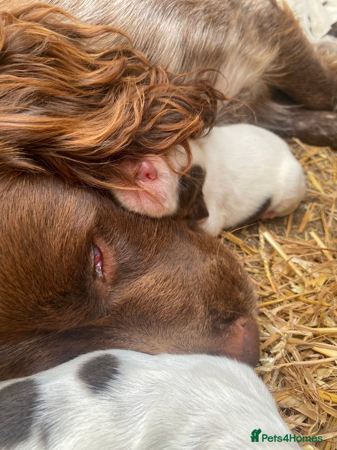 Cocker Spaniel dogs for sale: Beautiful cocker puppies - Image 16
