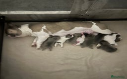 French Bulldog dogs for sale: REDUCED PRICE READY TO LEAVE NOW - Image 2