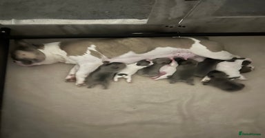 French Bulldog dogs - Advert 7