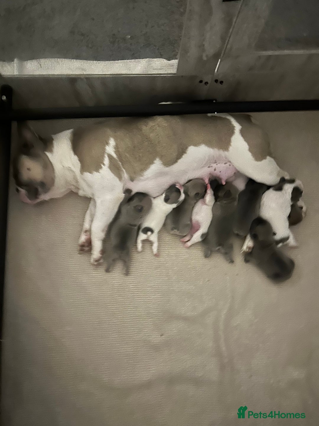 French Bulldog dogs for sale: REDUCED PRICE READY TO LEAVE NOW - Image 2