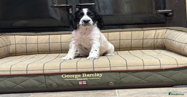 Cocker Spaniel dogs - Advert 4