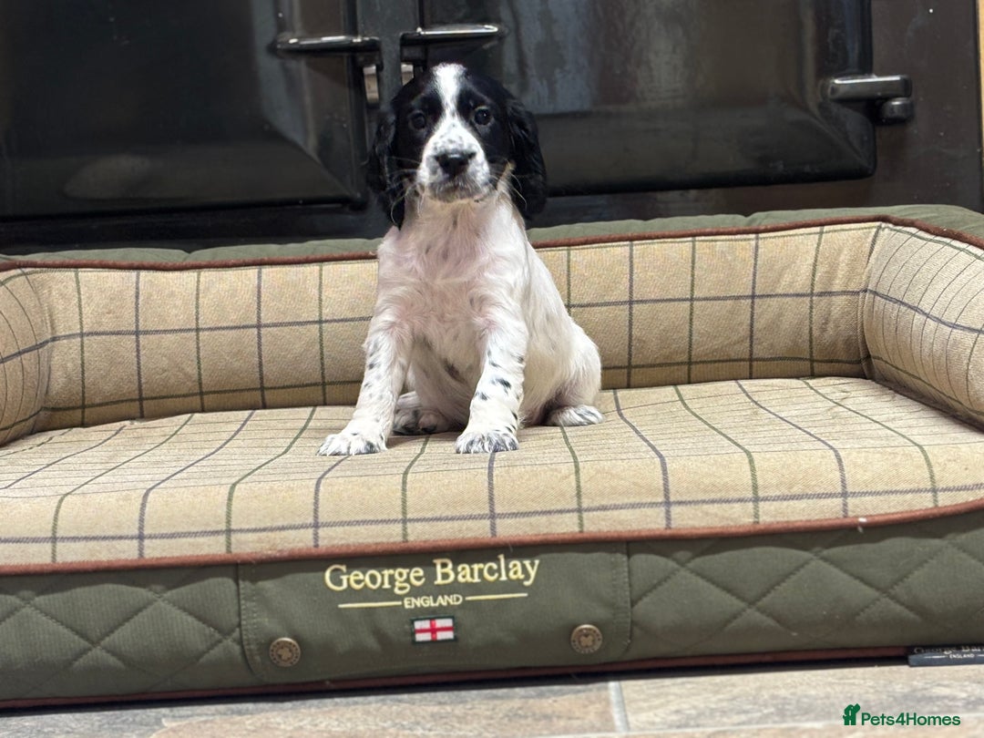 Cocker Spaniel dogs for sale: Gorgeous Cocker Spaniel Girls  - Image 2