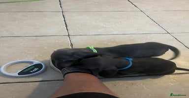 Dachshund dogs Beautiful rainbow 🌈🌈 litter 💙🩷 - Advert 12