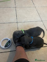 Dachshund dogs Beautiful rainbow 🌈🌈 litter 💙🩷 - Advert 12