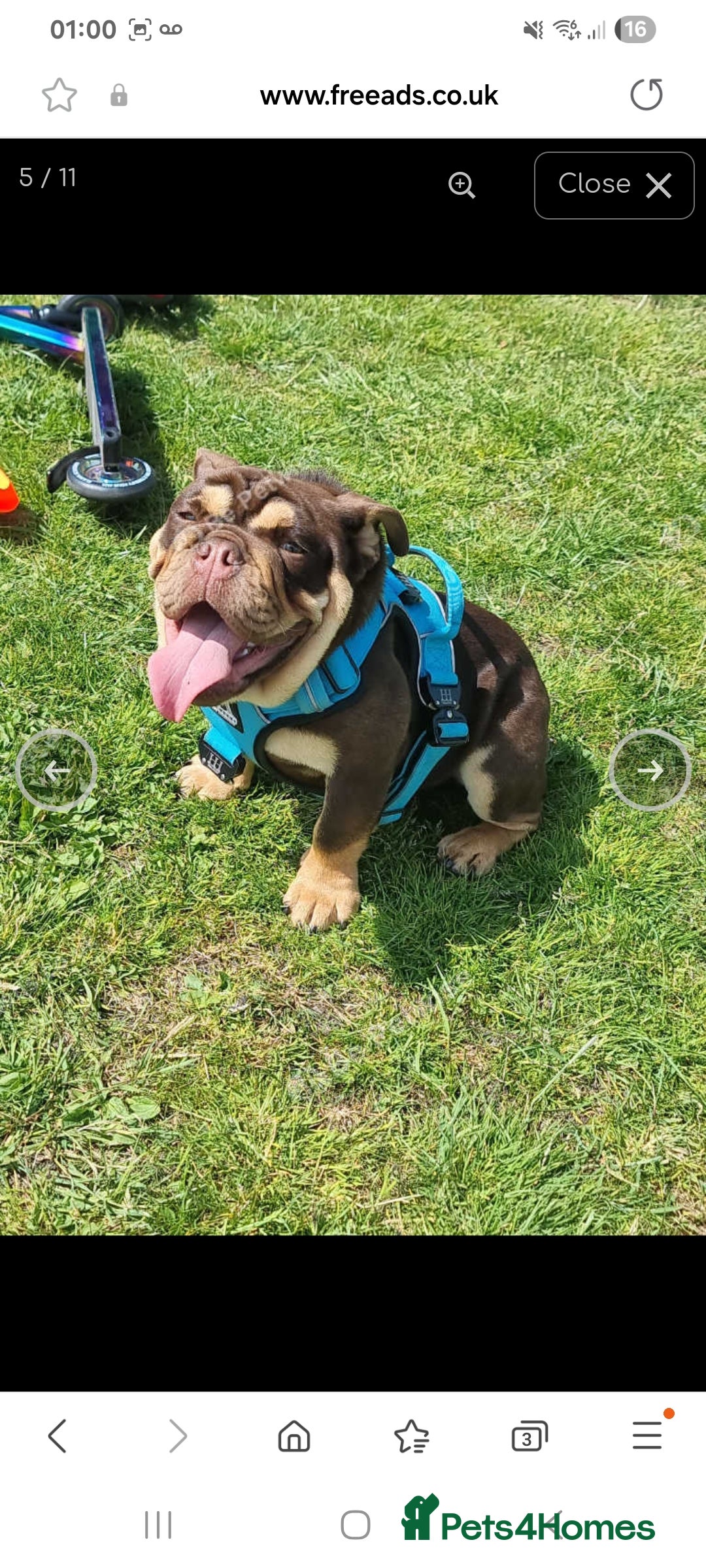 English Bulldog dogs for sale: English bulldog Male  - Image 6