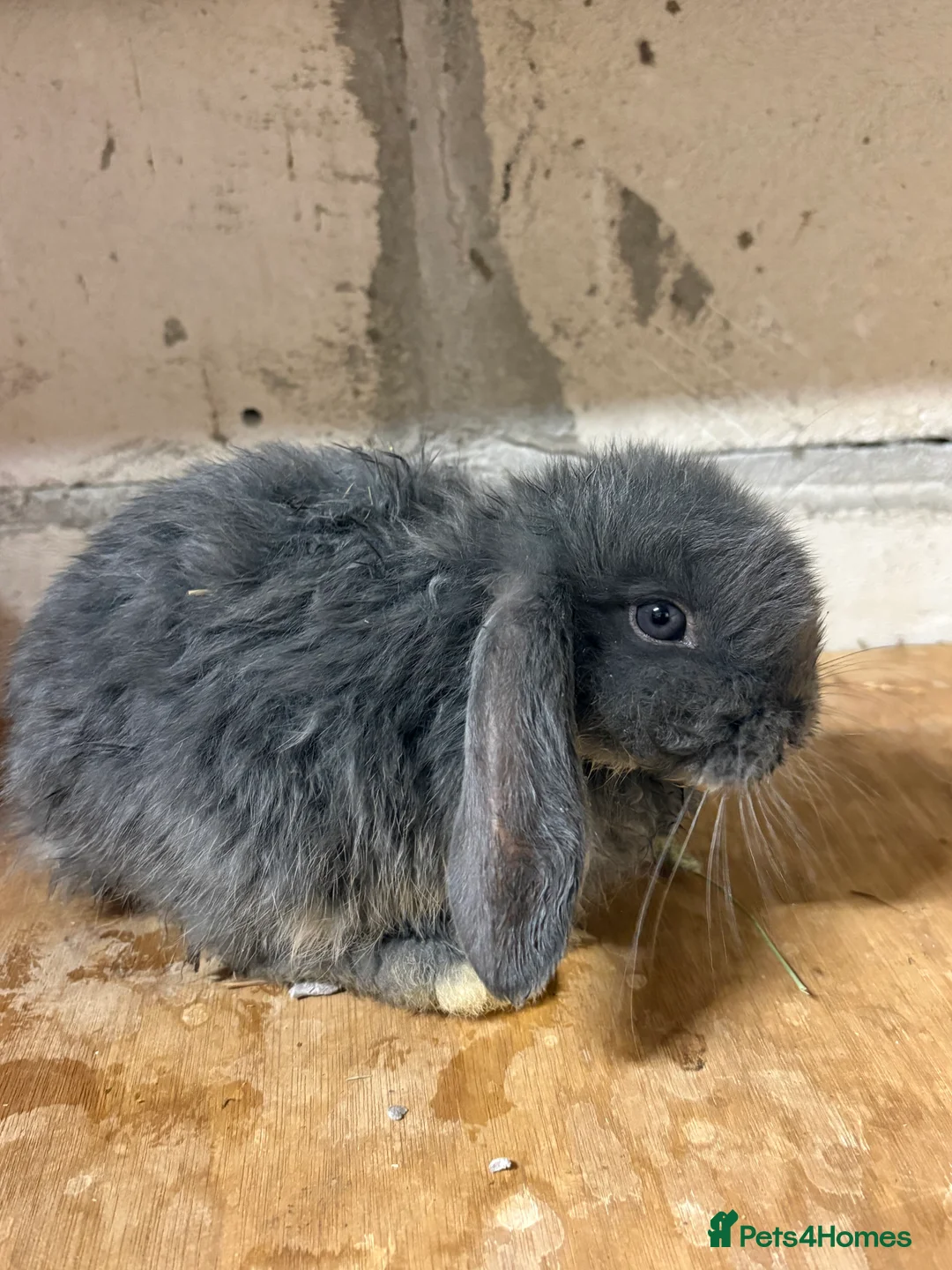 Mixed Breed rabbits for sale: Bunnies for Sale - Advert 1