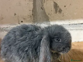 Mixed Breed rabbits Bunnies for Sale - Advert 2