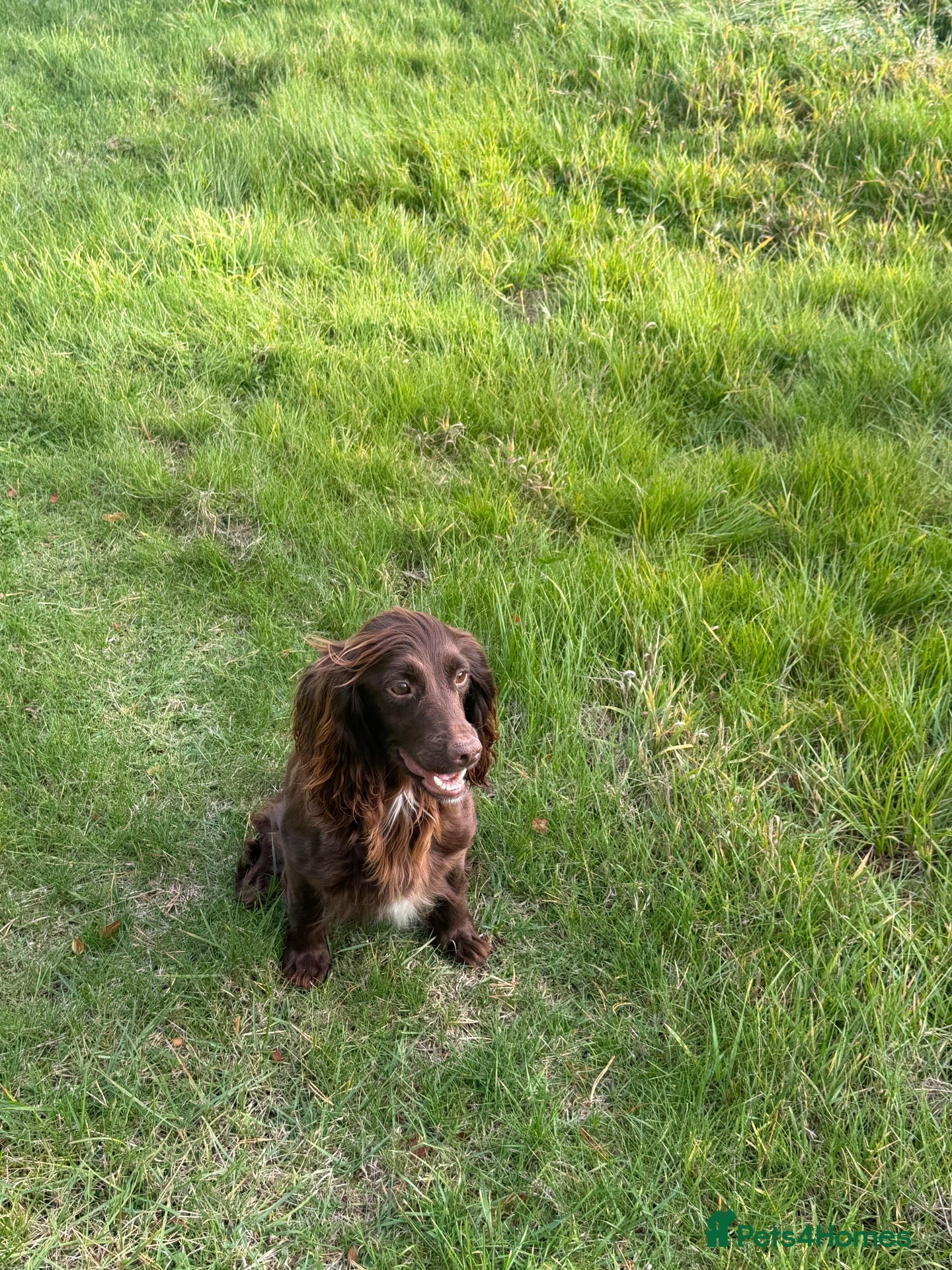 Sprocker dogs F1 Sprocker Spaniel Puppies - Advert 2