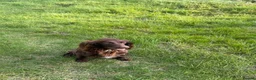Sprocker dogs for sale: F1 Sprocker Spaniel Puppies - Advert 2