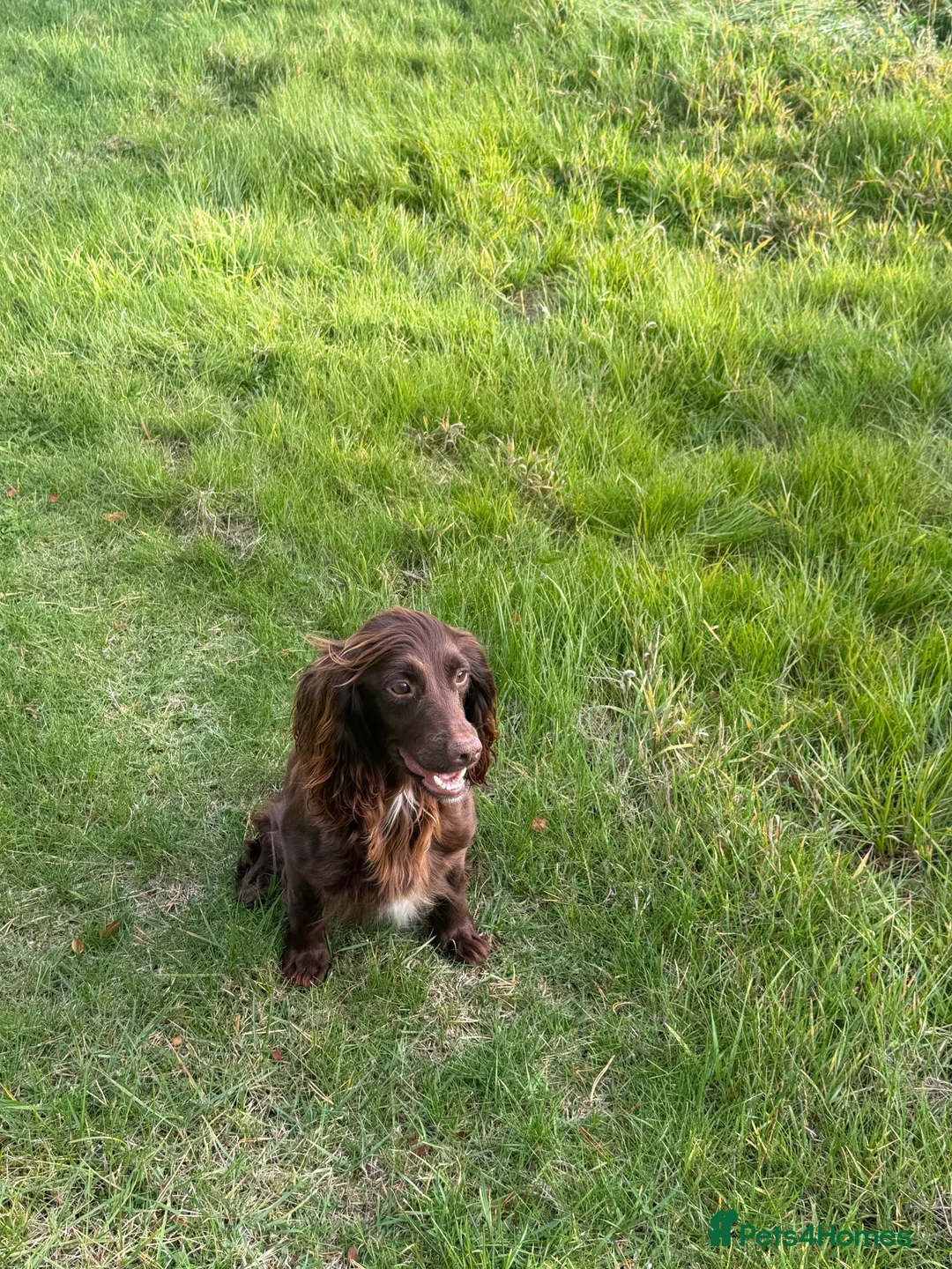 Sprocker dogs for sale: F1 Sprocker Spaniel Puppies - Advert 2