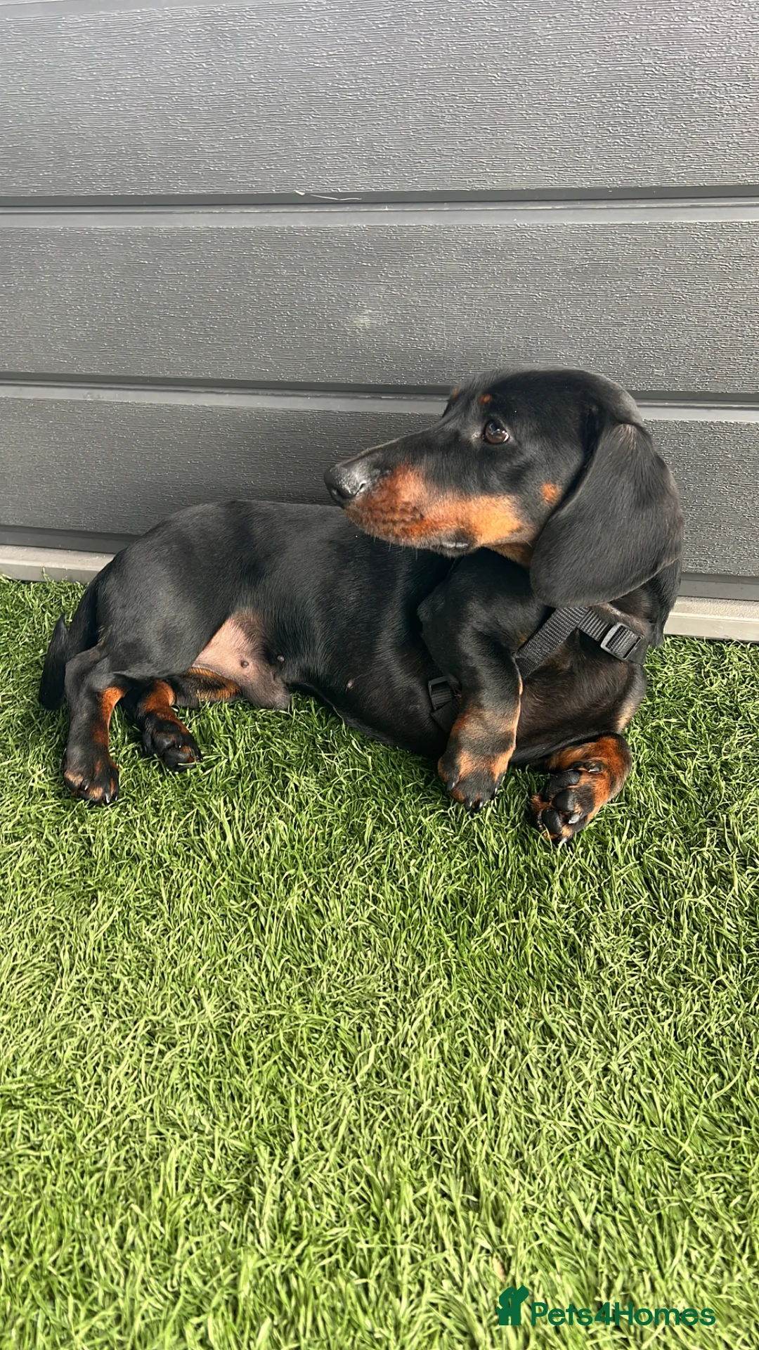 Miniature Dachshund dogs for sale: 13 months old miniature dashhound boy  in Neath - Advert 4