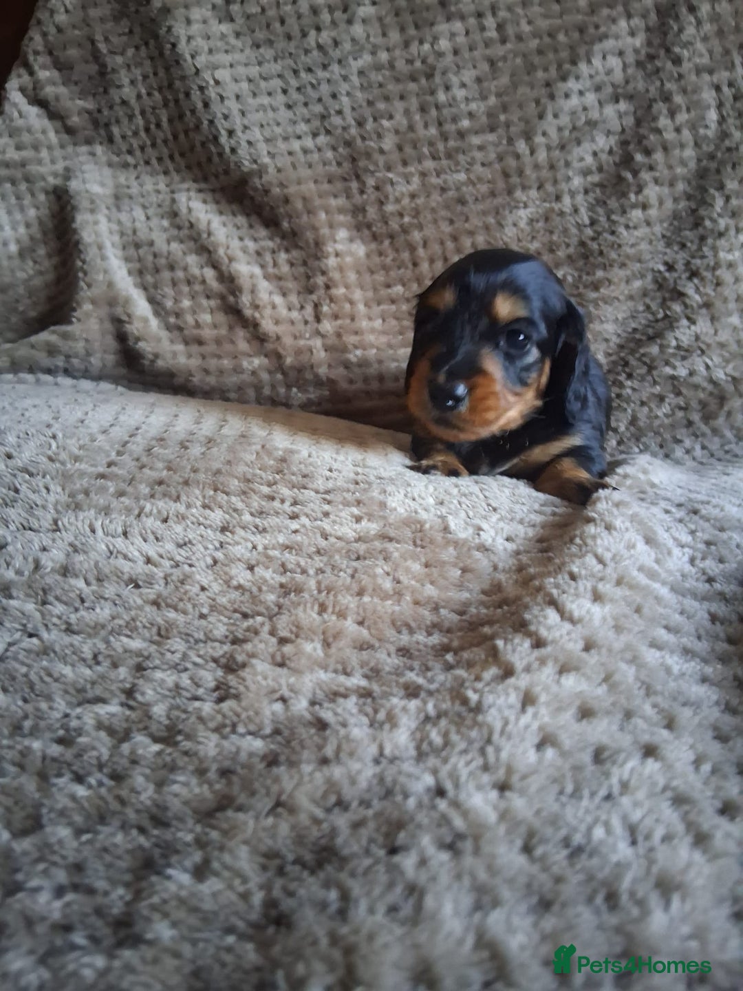 Miniature Dachshund dogs for sale: Miniature Long-Haired Dachshund - Advert 12