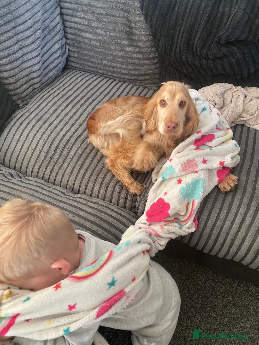 Cocker Spaniel dogs for sale: Show cocker Nelly - Advert 1