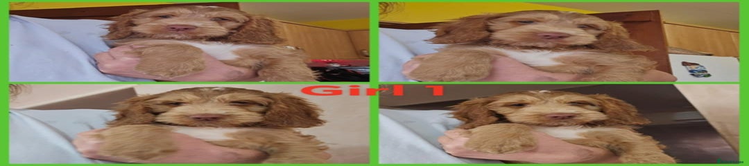 Cockapoo Puppy 6