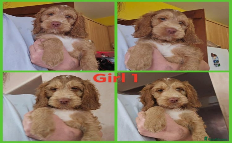 Cockapoo dogs - Advert 7