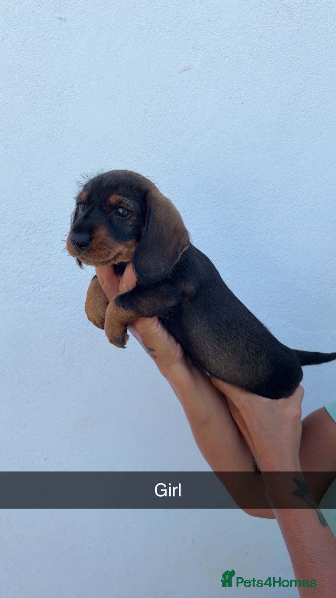 Dachshund dogs wire haired dachshund - Advert 2