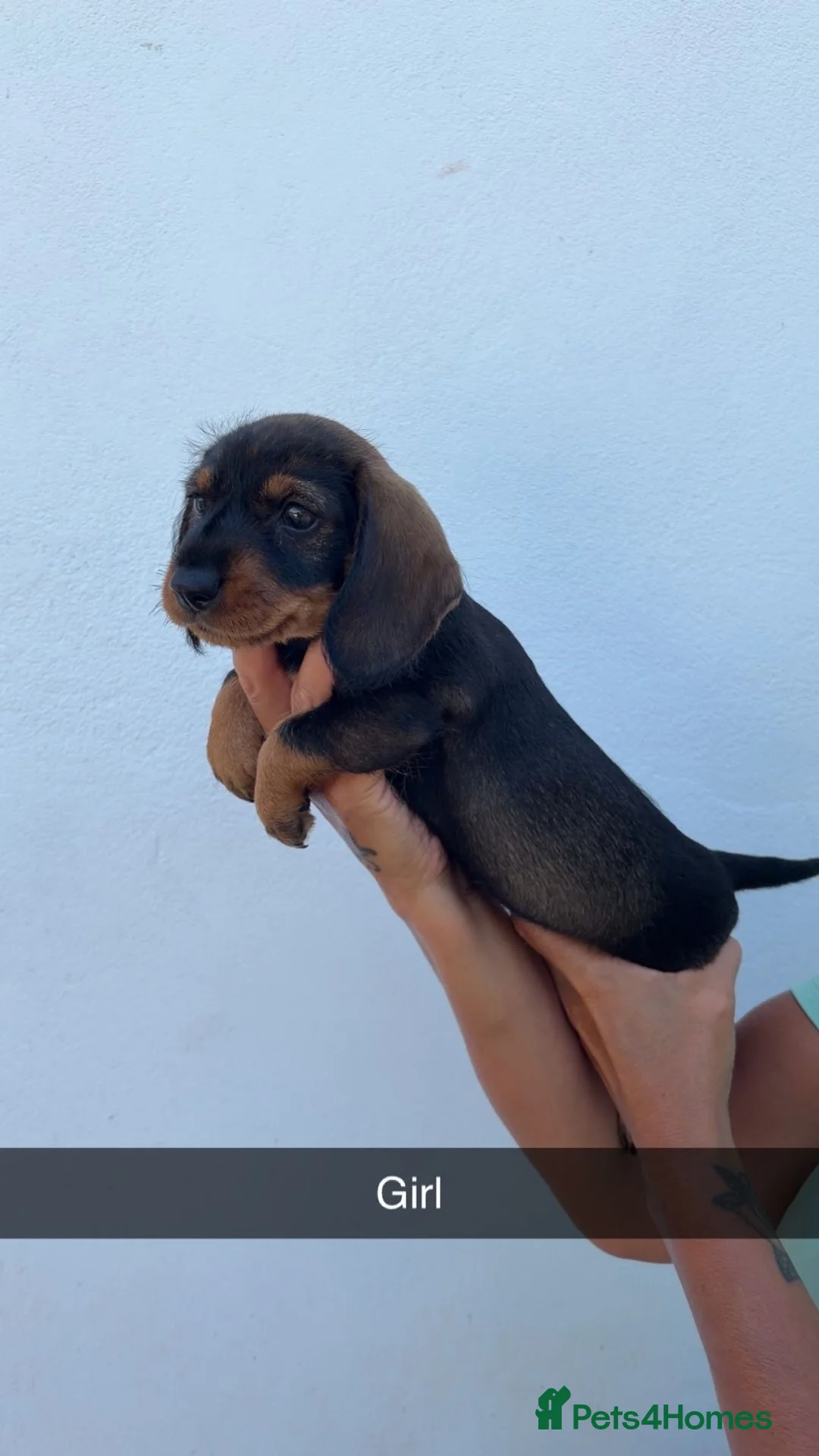 Dachshund dogs for sale: wire haired dachshund - Advert 2