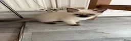 Ragdoll cats for sale: Ragdoll Kittens  - Advert 3