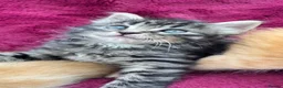 Mixed Breed cats for sale: Beautiful kittens 😻 - Advert 18