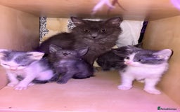 LaPerm cats for sale: 4 Stunning La perm cross kittens - Image 6