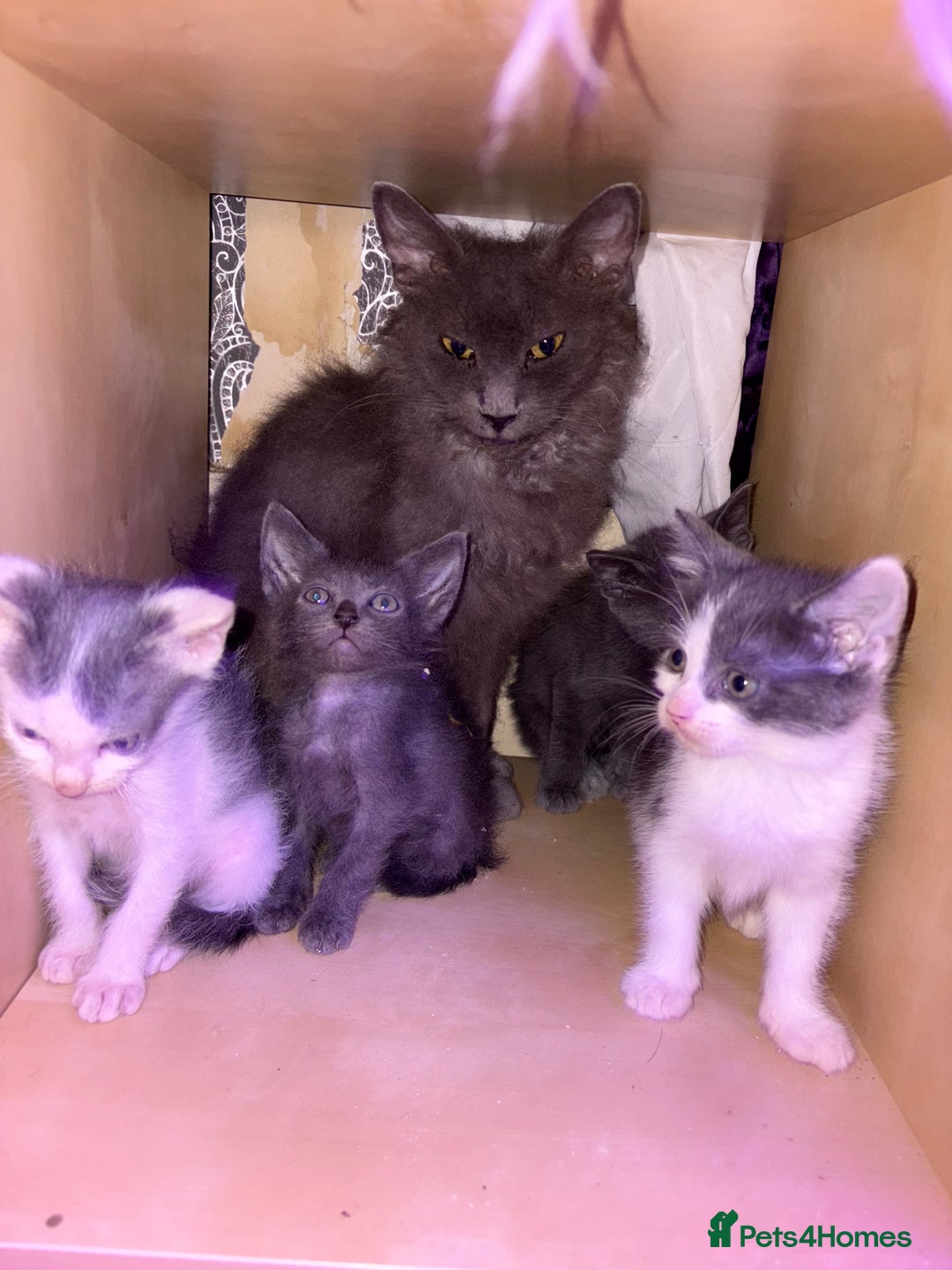 LaPerm cats for sale: 4 Stunning La perm cross kittens - Image 6