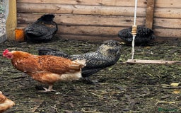 Chickens poultry for sale: Cockerel  - Image 2
