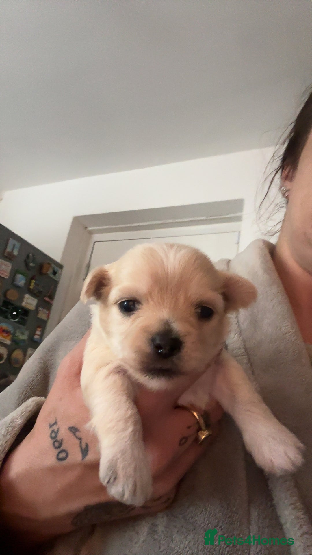Mixed Breed dogs for sale: 3 Beautiful Chorkies girls - Advert 9