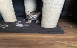 Mixed Breed cats for sale: Beautiful kittens ready for loving home - Image 6