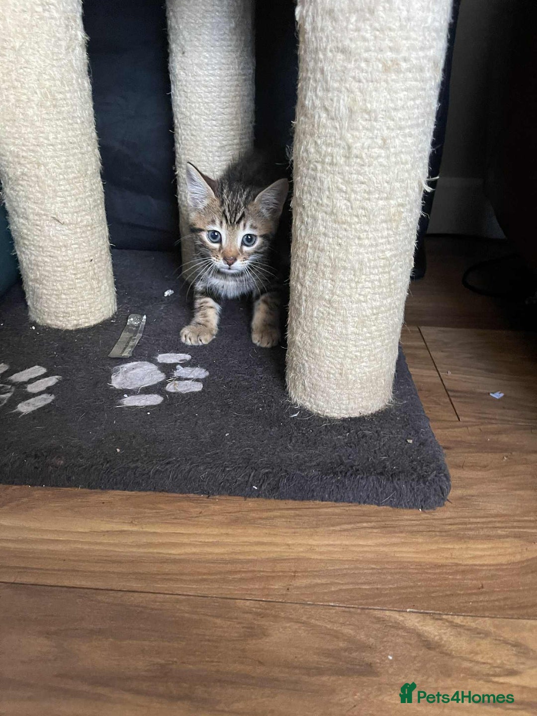 Mixed Breed cats for sale: Beautiful kittens ready for loving home - Image 6
