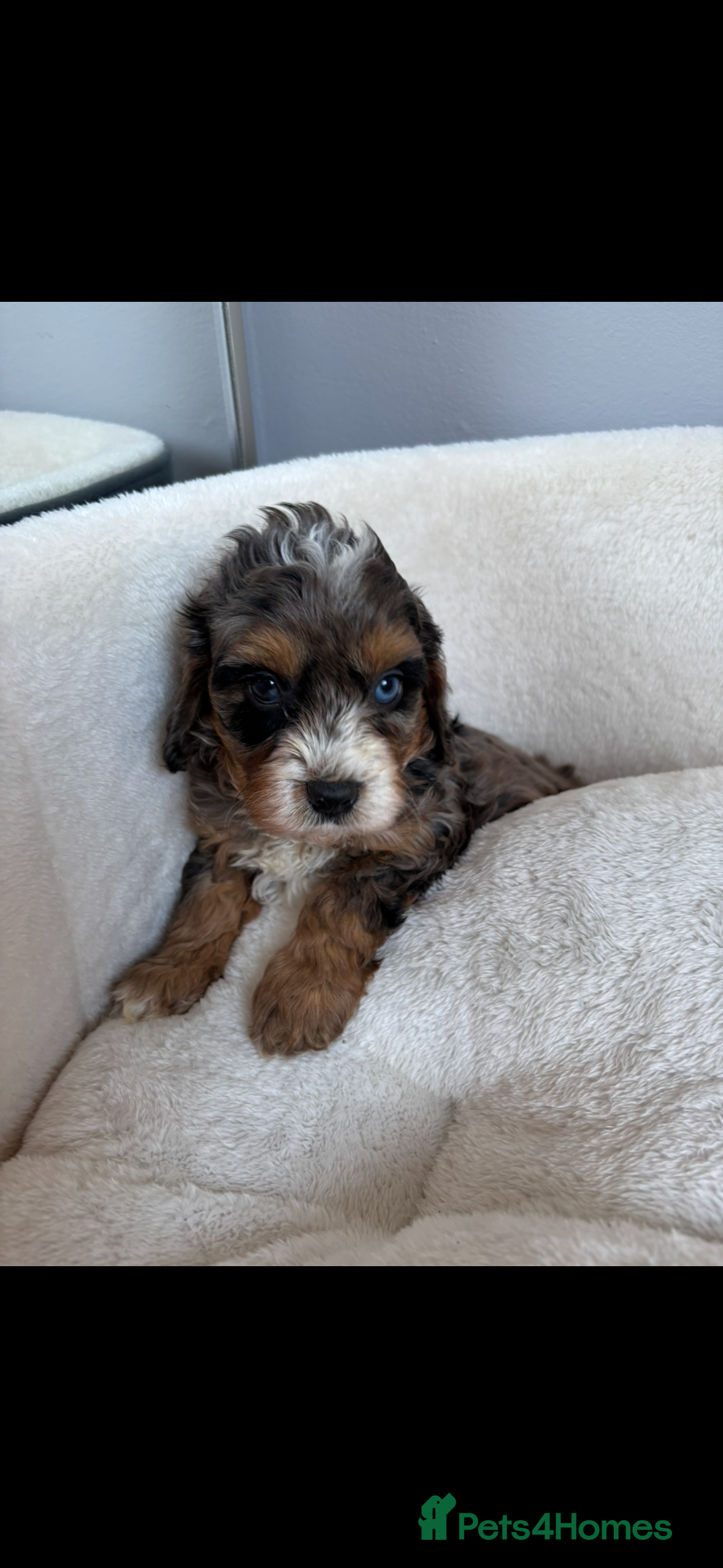 Cavapoo dogs F1B Cavapoos  - Advert 4