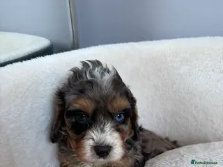 Cavapoo dogs F1B Cavapoos - Advert 2