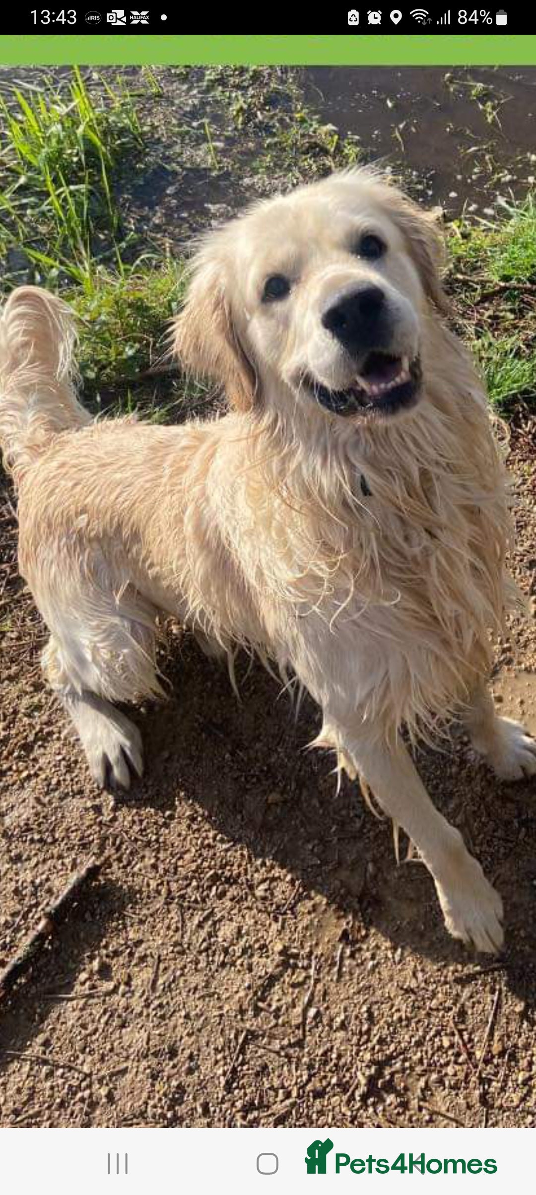 Golden Retriever dogs for stud: Stunning KC registered, Golden Retriever  in Sleaford - Advert 10
