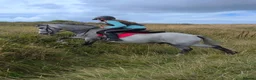 Welsh Section C horses for sale: I have available a lovely 12.2 welsh gelding - Advert 4