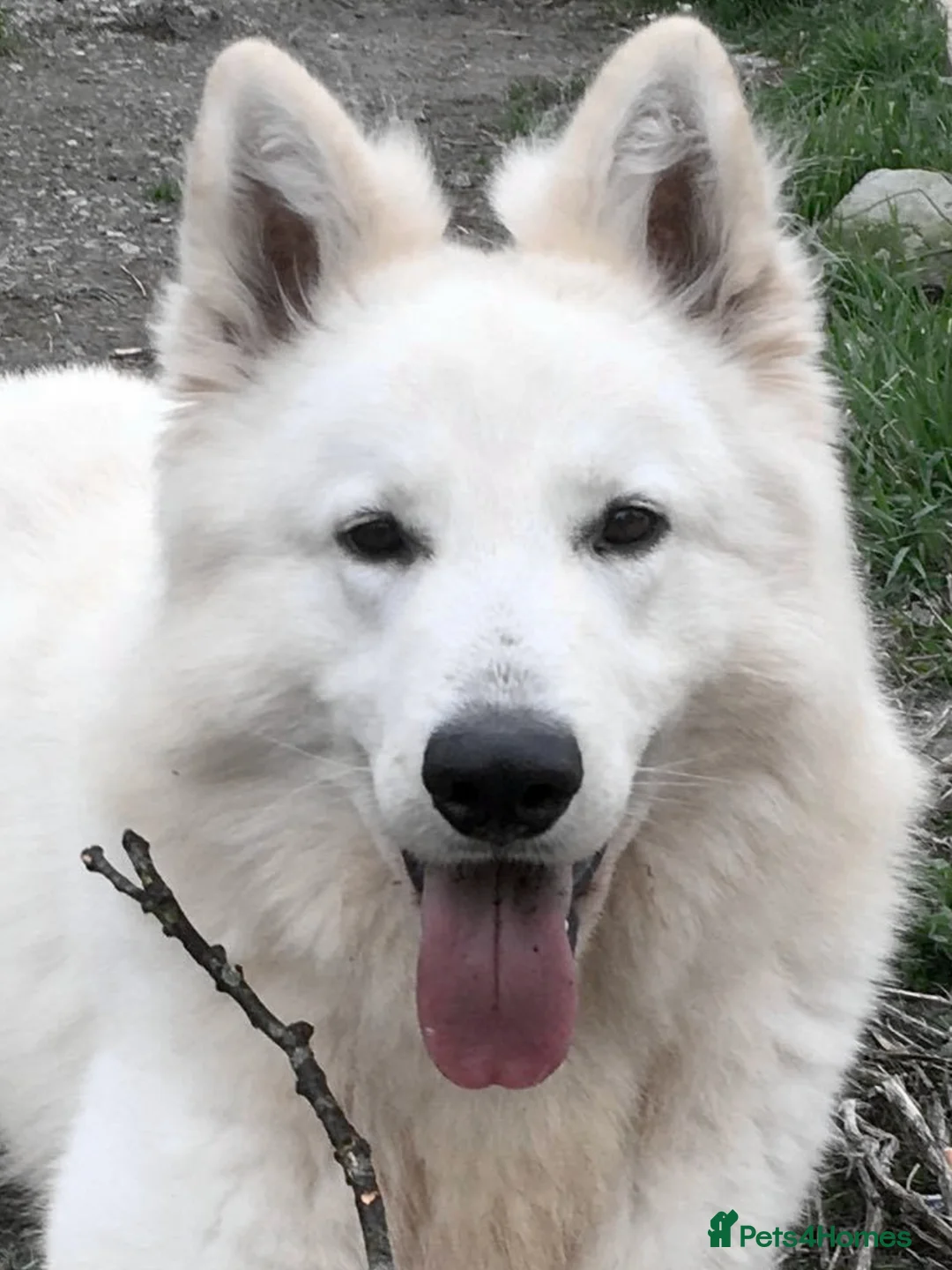 White Swiss Shepherd dogs for stud: Benny fully Health Tested White Swiss Shepherd in Wisbech - Advert 7