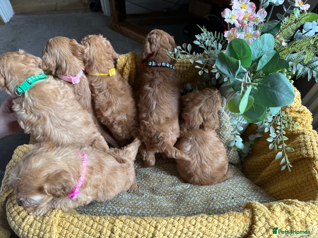 Cockapoo dogs for sale: Toy Cockapoo Puppies, Family Raised, Sweet Natured - Image 10
