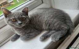 Brazilian Shorthair cats for sale: British short hair kittens  - Image 1
