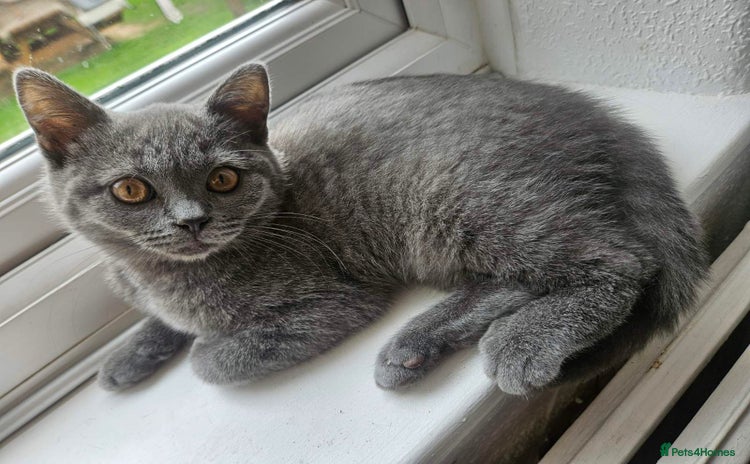 Brazilian Shorthair cats - Advert 3