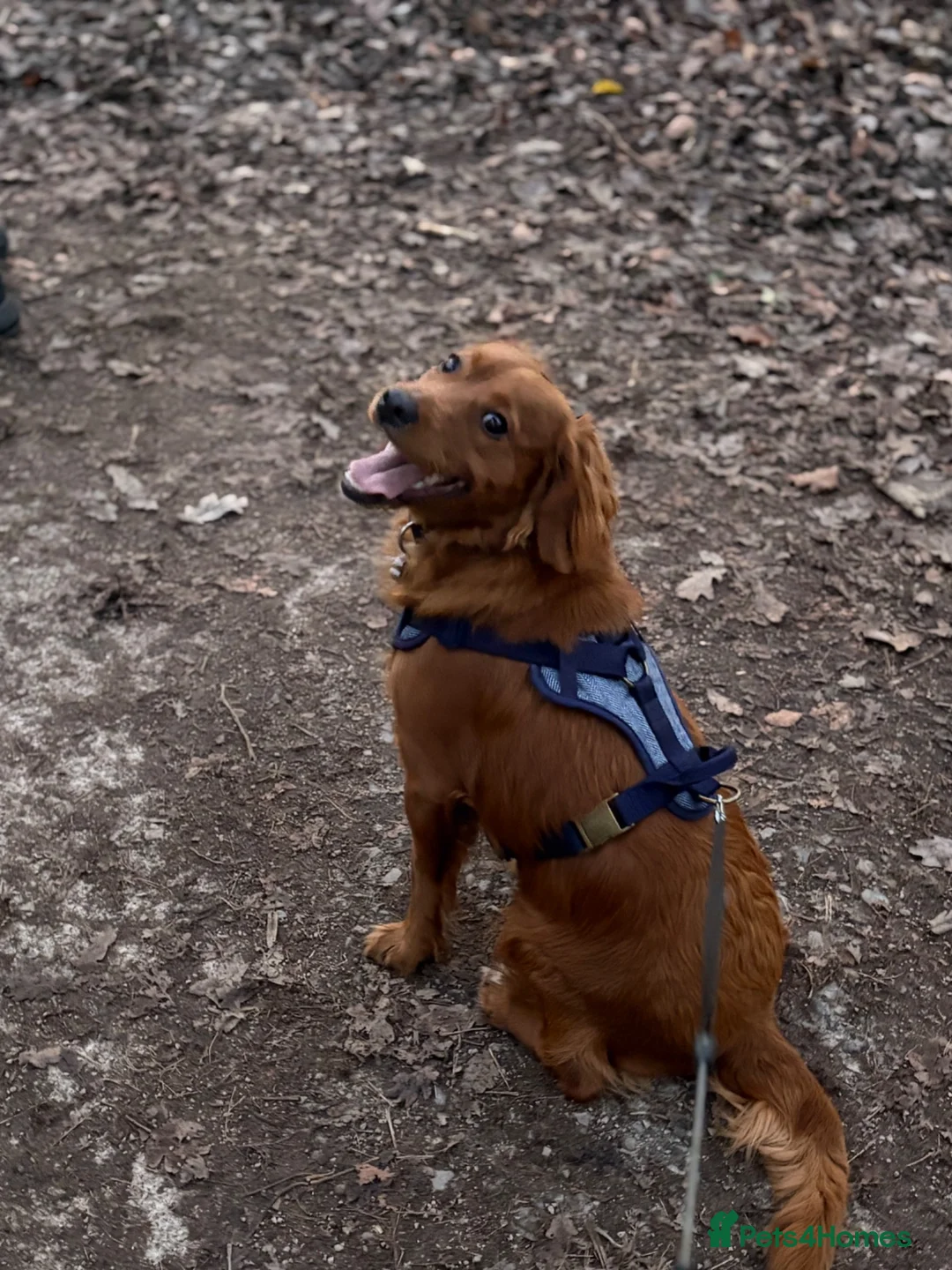 Cockapoo dogs for sale: 16 Month old Cockapoo in Manchester - Advert 2