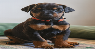 Dobermann dogs 🐾 Females available/KC reg🐾 Top Pedigree - Advert 9