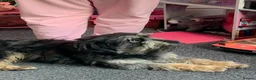 Mixed Breed dogs for sale: Jack shu for sale  - Advert 5