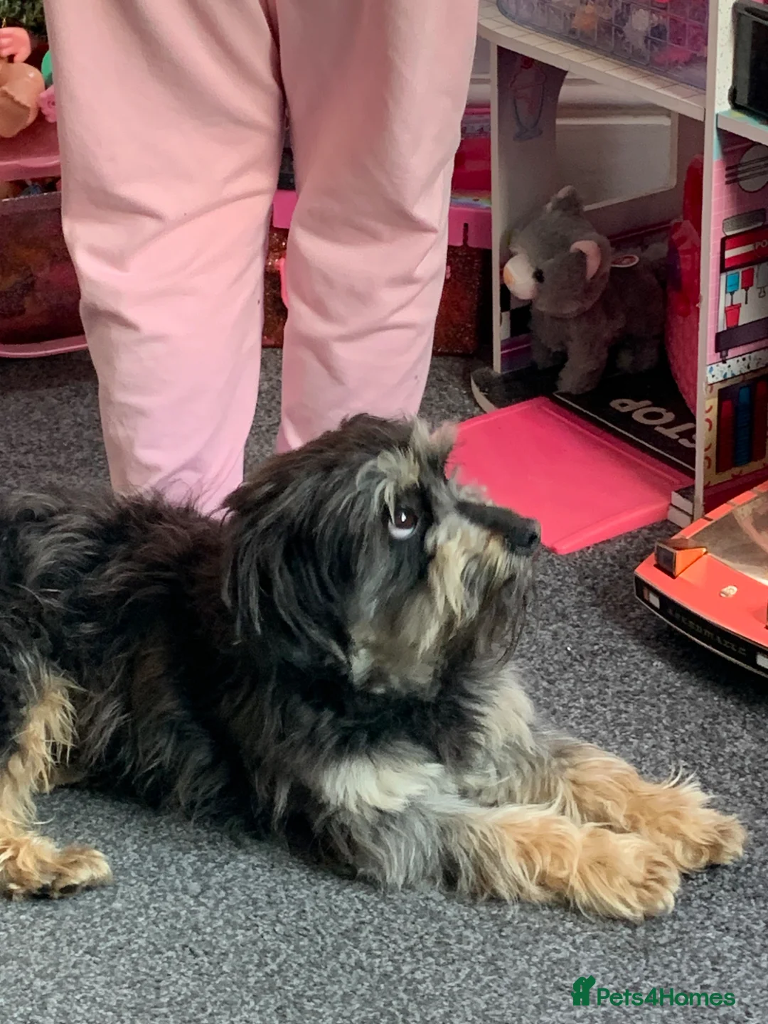 Mixed Breed dogs for sale: Jack shu for sale  - Advert 5