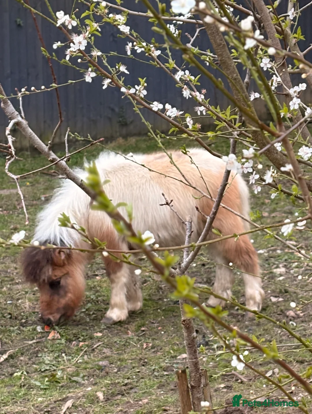 Dartmoor horses for sale: Two mini Shetlands  - Advert 11