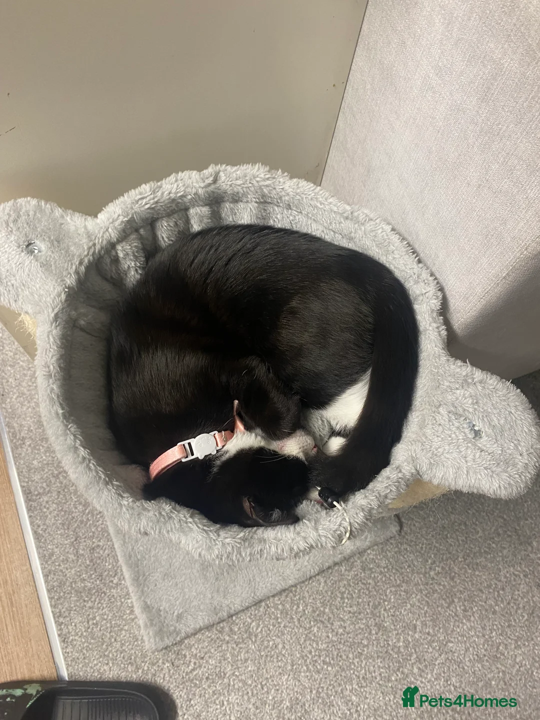 Mixed Breed cats for sale: Mixed Breed 7 month old Kitten available  in Reading - Advert 7