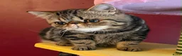 Exotic cats for sale: Tabby Exotic Baby - Advert 1