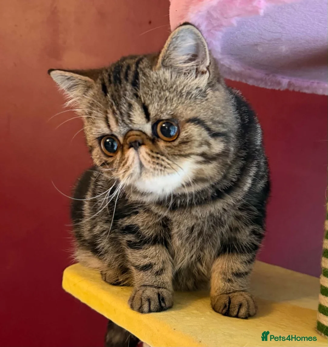 Exotic cats for sale: Tabby Exotic Baby - Advert 1