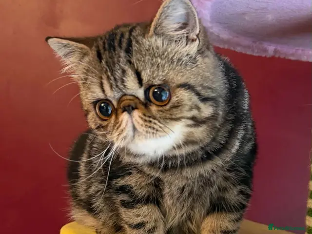 Exotic cats for sale: Tabby Exotic Baby - Advert 1