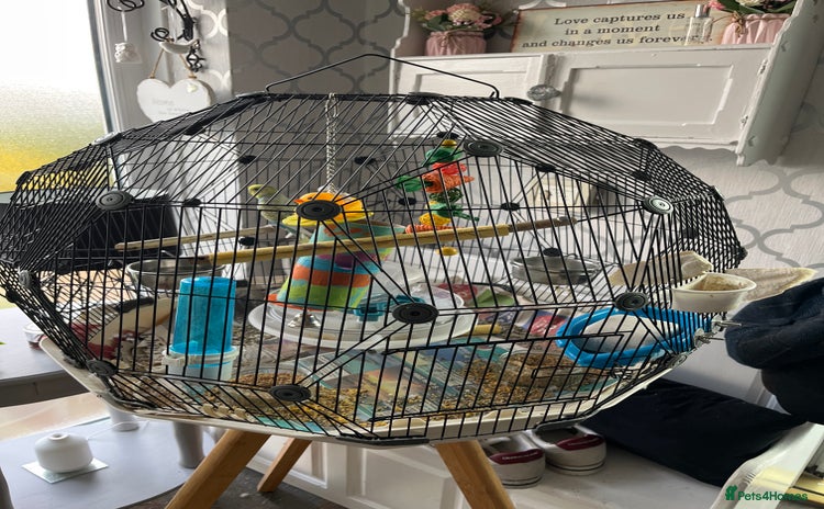 Budgerigars birds - Advert 10